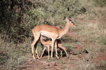 Impala mum and baby