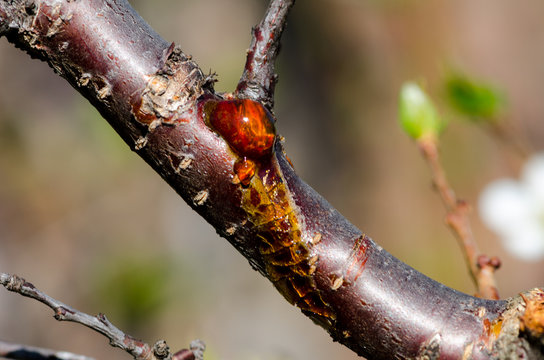 frost-crack on a branch of cherry-tree
