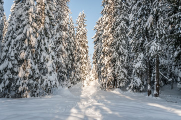 The Path of Light between the Snowy Pines in the Morning Forest