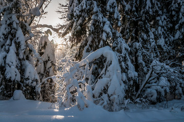 Dawn in a Snowy Forest