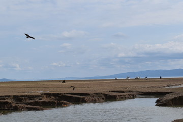 Pong Dam Lake Wildlife Sanctuary , Himachal Pradesh 