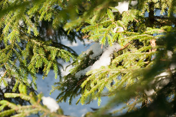 Obraz na płótnie Canvas Snow on Spruce Paws