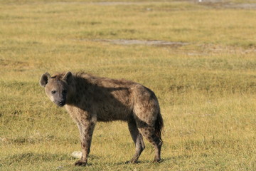 Spotted Hyena hunting flamingo on safari in Kenya. Sunrise in Nakuru lake