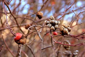 Beautiful warm autumn background with sprigs and rosehips
