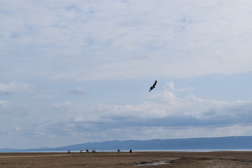 Pong Dam Lake Wildlife Sanctuary , Himachal Pradesh 
