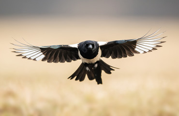 Magpie (Pica pica)