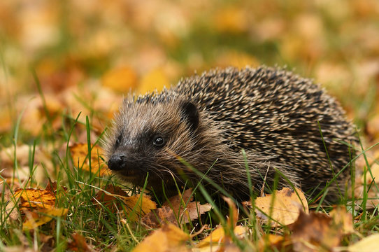 Hedgehog in autumn forest