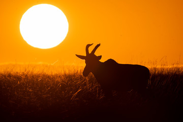 An african topi in silhouette grazing in the plains with a beautiful sunrise in the background in Masai mara National Reserve during a wildlife safari