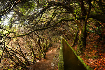 Landscape of madeira island - levada path