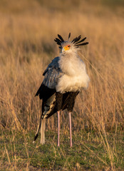 A secretary bird walking in the plains of Africa inside Masai mara National Park during a wildlife safari