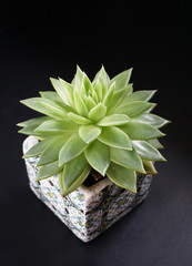 Sukkulenten im Topf mit  maurischem Dekor - succulents