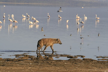 Spotted Hyena hunting flamingo on safari in Kenya. Sunrise in Nakuru lake