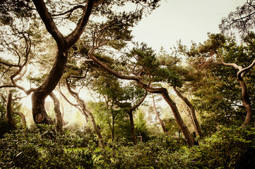 Twisted tree trunks in forest