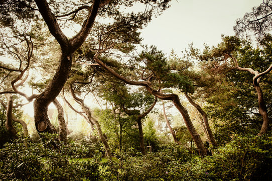 Twisted tree trunks in forest
