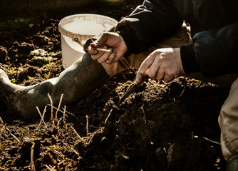 Farmer harvests hops sprouts