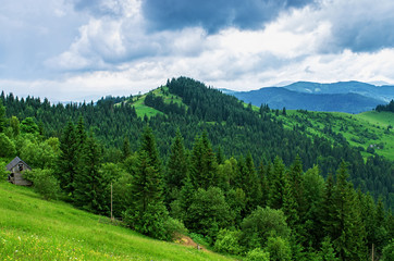 Obraz premium meadow in the mountains, slopes, growing trees in summer