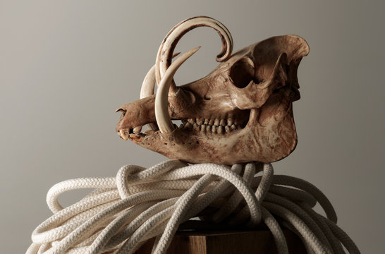 Babirusa skull on a coil of rope