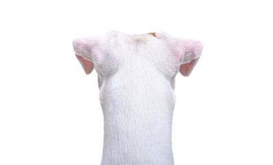 Jack Russell Terrier, closeup, back view, isolated on white background