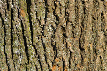 Oak bark macro, tree trunk close-up, texture