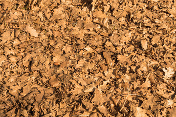 fallen oak leaves. oak leaves background. texture