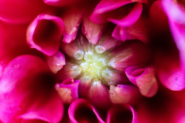 Makroaufnahme des Blüteninneren einer pinkfarbenen Dahlie 