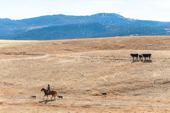 Cowboy rides horse across Montana prairie with dogs and cows