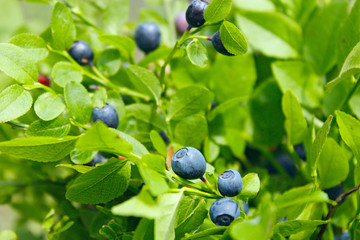 Berries of bilberry in forest. Harvesting whortleberries