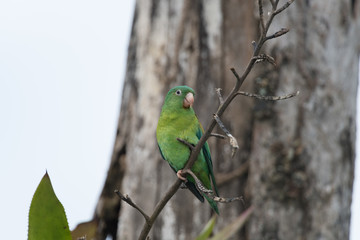 The orange-chinned parakeet (Brotogeris jugularis), also known as the Tovi parakeet, is a small mainly green parrot of the genus Brotogeris