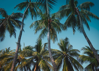Fototapeta na wymiar Vintage toned palm tree forest over sky background summer holiday