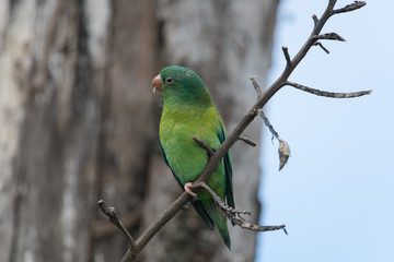 The orange-chinned parakeet (Brotogeris jugularis), also known as the Tovi parakeet, is a small mainly green parrot of the genus Brotogeris