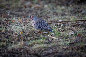 Northern Flicker