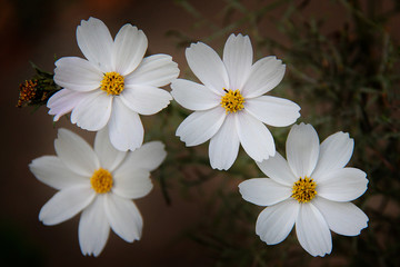 Fototapeta na wymiar Close up of white cosmos flowers