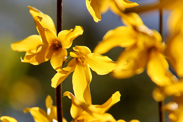 Korean Forsythia in spring garden. Close up of Forsythia flowers on blurred background. Fresh...