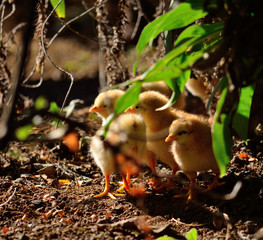 Group of little chicks hidden among the plants