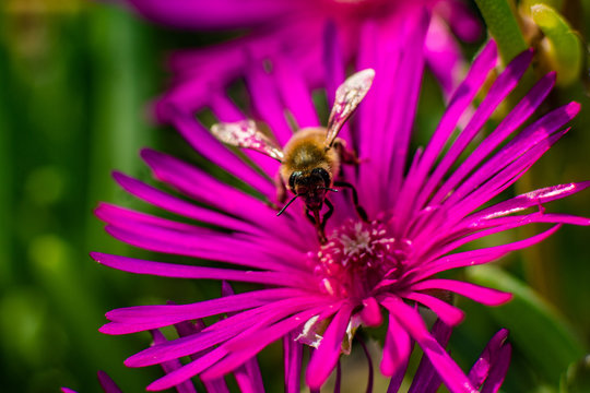 Nahaufnahme einer Biene beim Pollen sammeln auf einer pinkfarbenen Mittagsblume