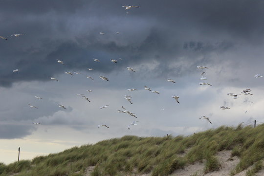 M&ouml;wen vor Wolken