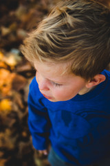 Young little boy looking and standing in the fall leaves.