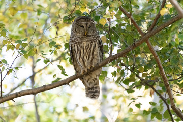 Barred Owl (Strix Varia)