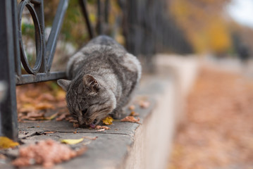 Grey stray cat eating food outdoors in park of Odessa