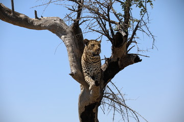 Fototapeta na wymiar Leopard in a tree