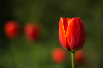 Red tulip flower on green nature background