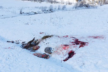 guts and blood of disembowelled deer or boar on snow in winter in austria, possible poacher or...