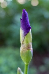 ovary flower iris,kidney flower iris dissolves flower