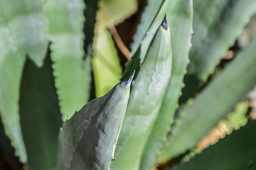 Aloe Vera
