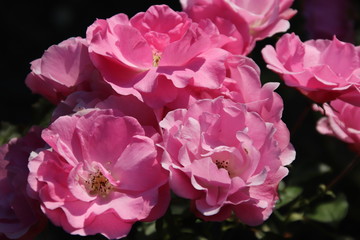 Garden rose pink.