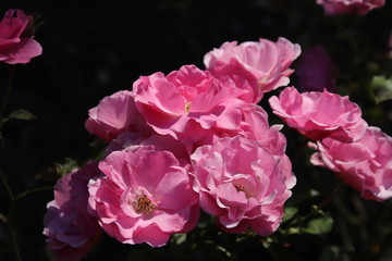 Garden rose pink.