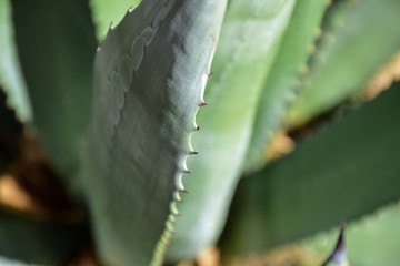 Aloe Vera