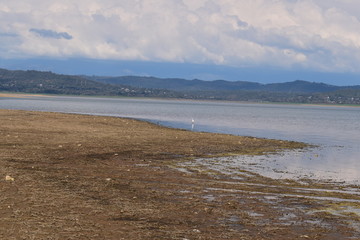 Pong Dam Lake Wildlife Sanctuary  ,Himachal Pradesh