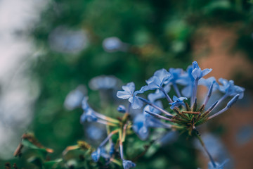 Fleur bleu sur un mur de végétation © IDRN