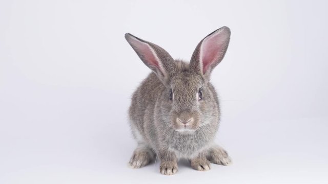 Gray hare on a white background